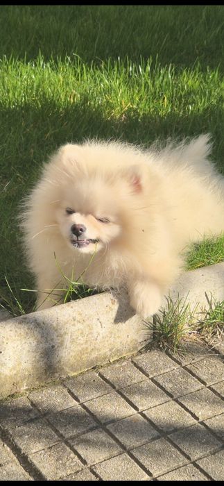 Три  момчета померани