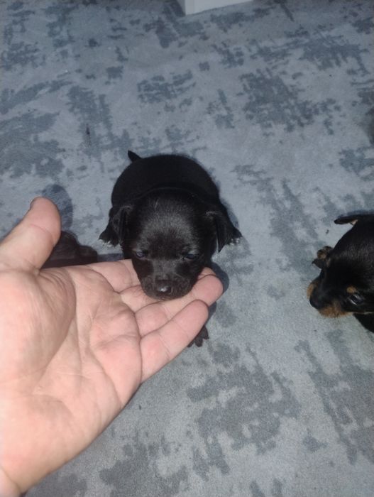 Продавам пинчери – стандартен цвят