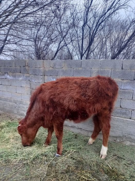 2 жасар 2 қашар сатылады