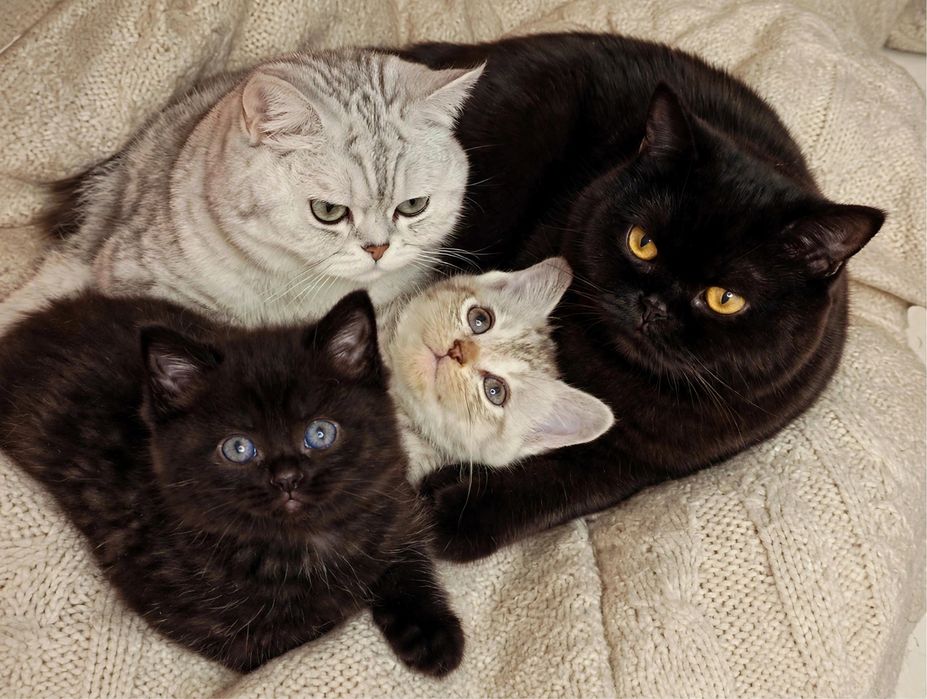 Отдам британцев котят