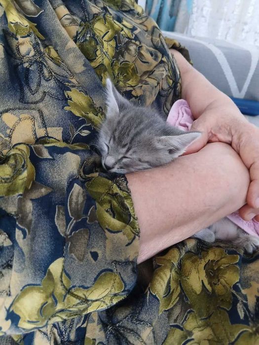 Котенок в добрые руки