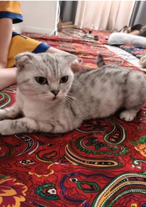 Кошки шатландский