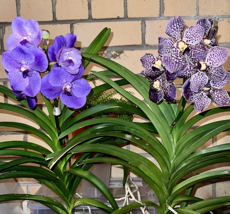 Ванда орхидея два сорта