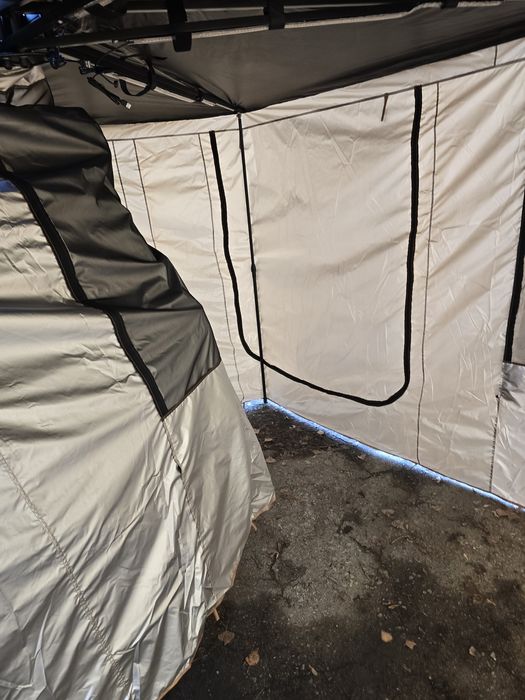 Маркиза веерная.