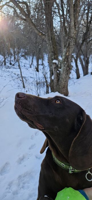 Собака породы Курцхаар