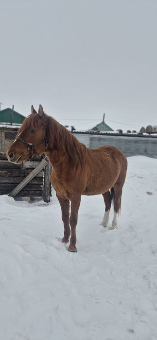 Продам жеребца 5 лет англо-костанай