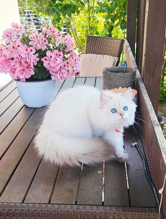 Fetita British Longhair alba cu ochi albastri - linie selecta