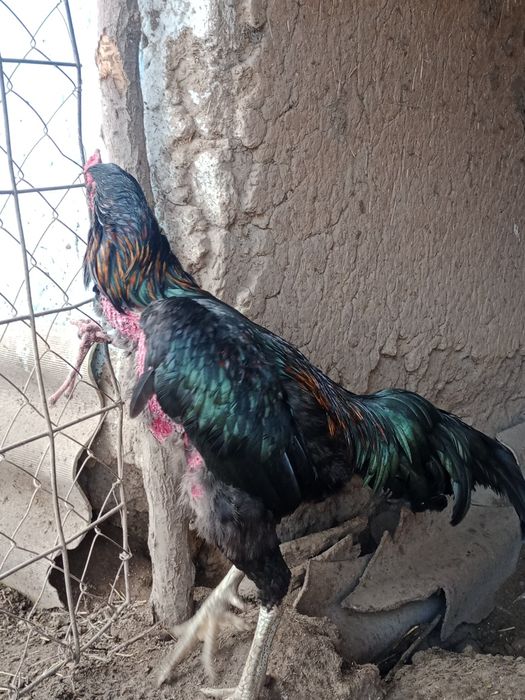 Түлек қораз сатылады