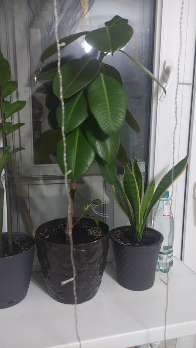 Фикус каучуконосный
Растение