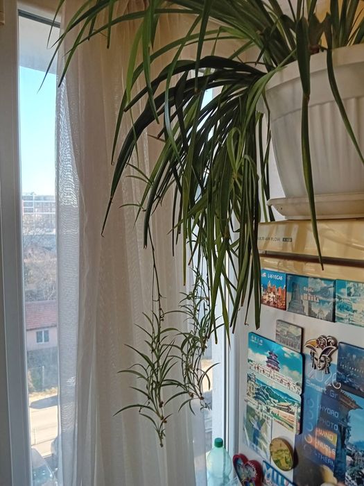 Цвете Хлорофитум зелено висящо стайно саксийно