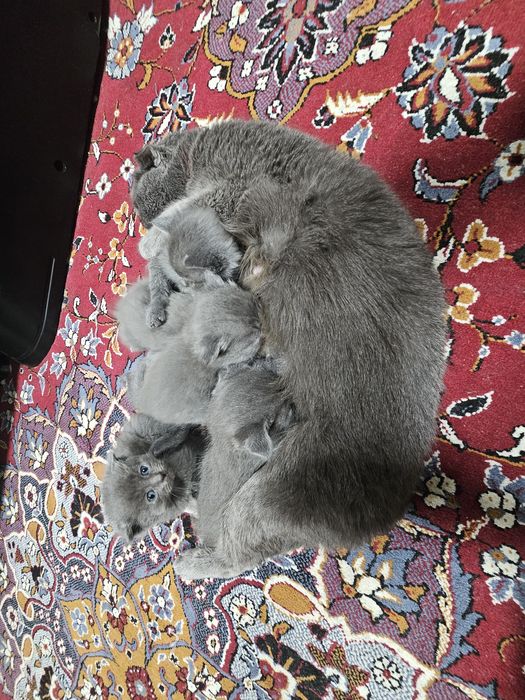 Skotish ford skotish strayt mushuk 2 oylik