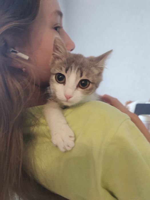 Отдам котенка в добрые руки