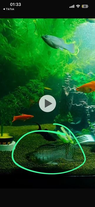 Аквариум балықтар