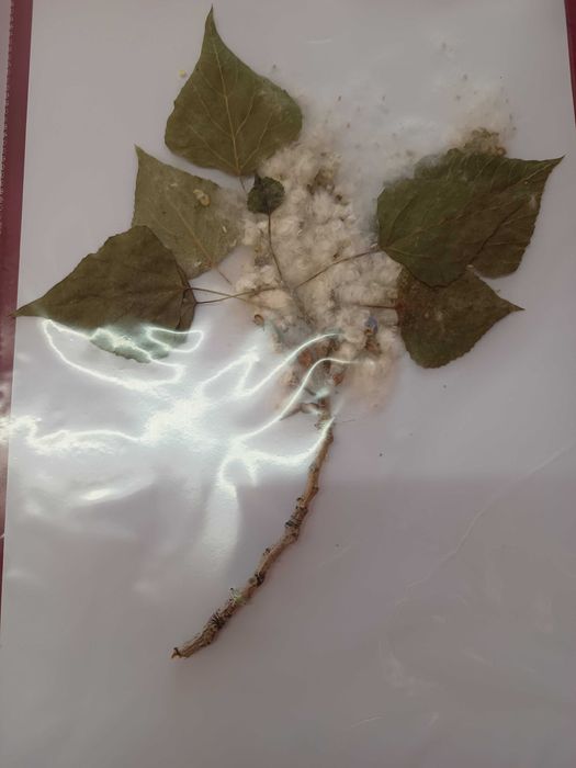 Хербарий ( за ученици и студенти)