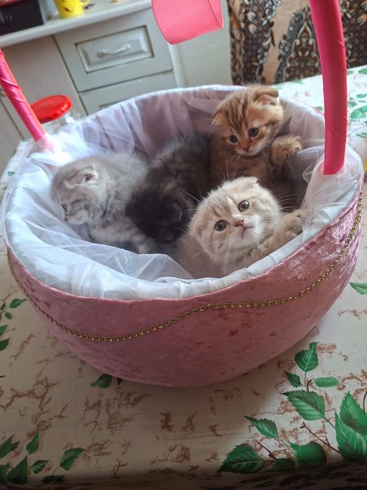 Продам маленьких котят в добрые руки !