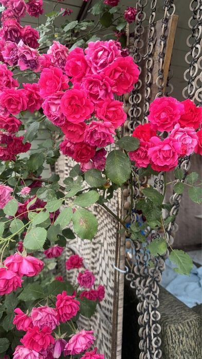 Продаю дачу 10 соток