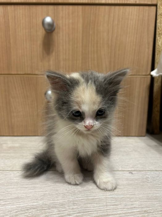 котенок в добрые руки