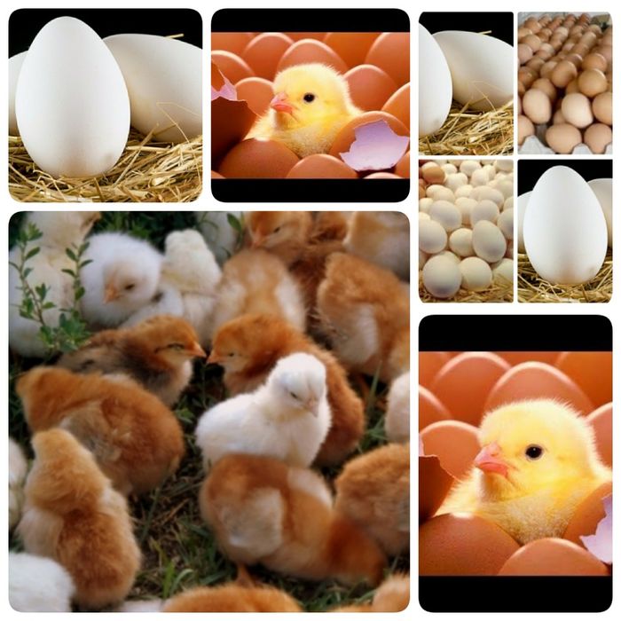 Инкубатир хизмати