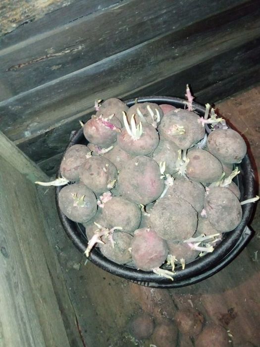 Семенной картофель