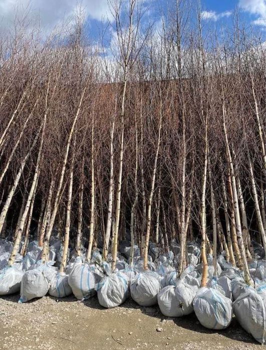 Mesteacan alb / copac mesteacan alb