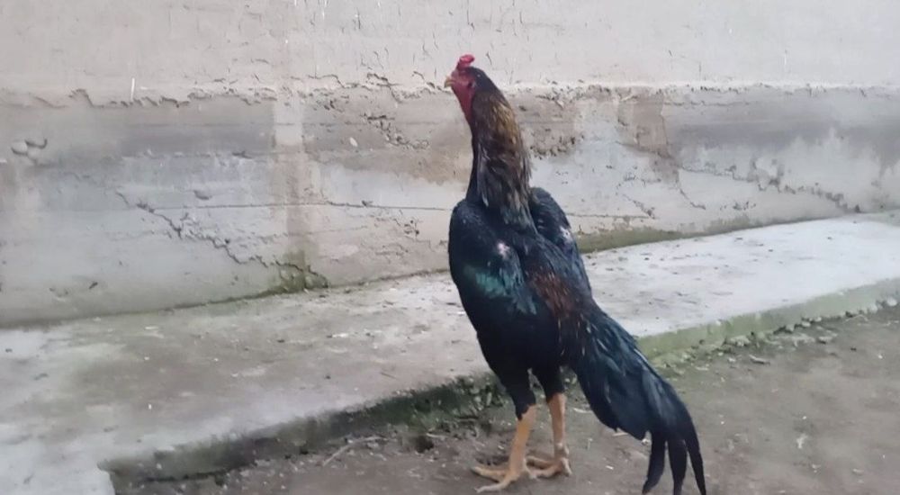 Jo'jala sotiladi bobo, dakan