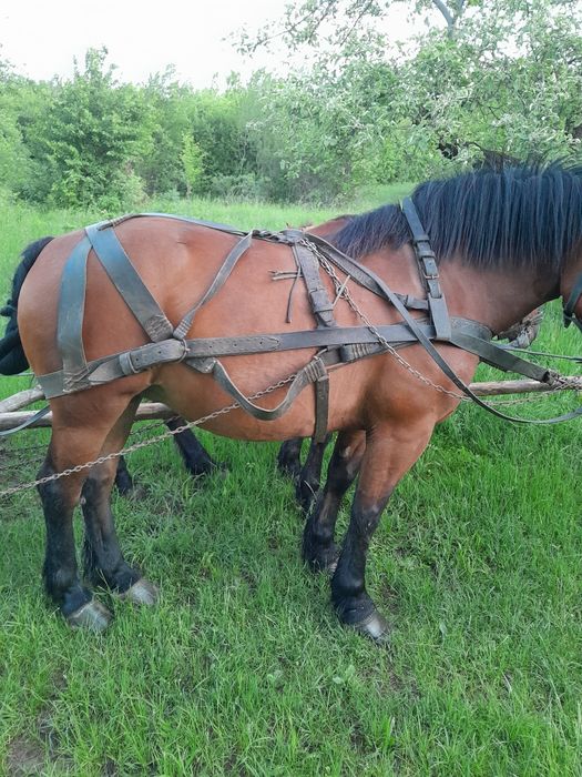 Iepe de vanzare  foarte cuminti