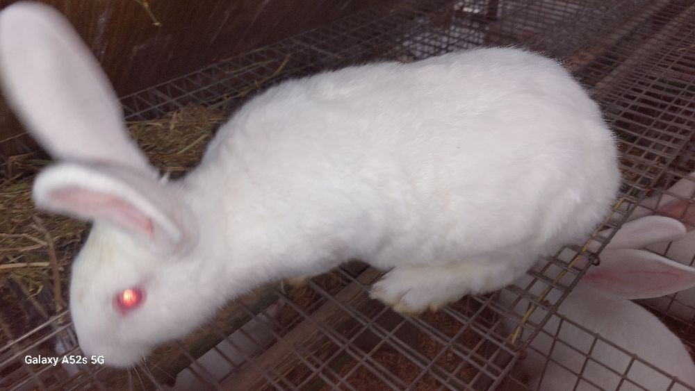 Vînd iepuri hycoli francez începând de la 2-6luni,