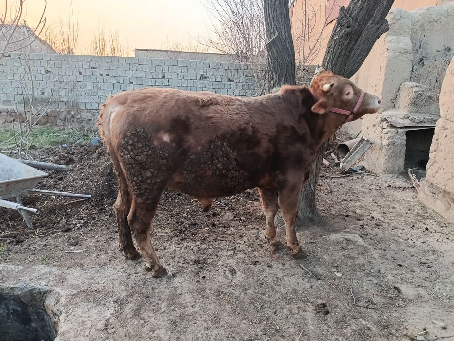 Срочни Бокишга зур хукиз сотилади