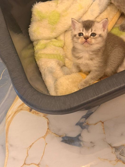 Британски късокосместа и шотландски клепоухи