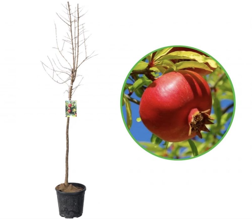 Plante fructifere anul 4 la ghiveci , super oferte !