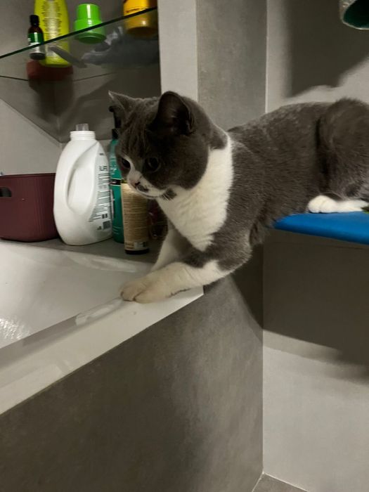 Отдам в добрые руки кота