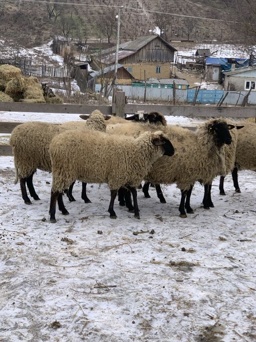 Vand 8 carlane de tinut sau de taiat