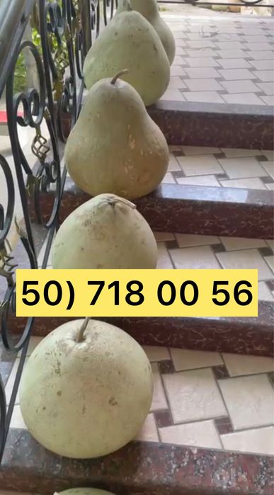 Bedana qovoq sotiladi Бедана қовоқ