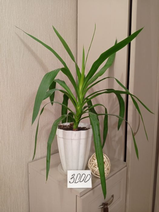 Декоративные комнатные цветы