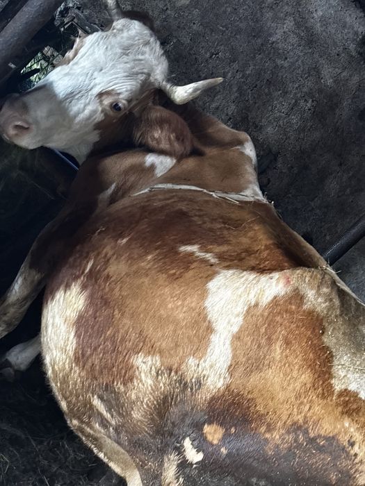 Vaca de 10 ani cu vitel de 4-5 spatamani