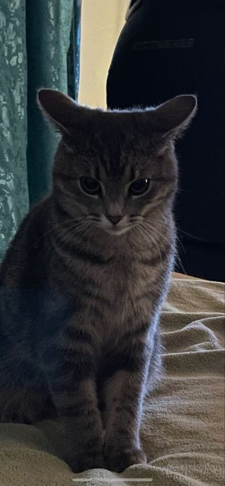 Пропала кошка. Просьба вернуть