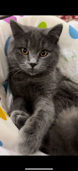 Скотиш страйт сотилади