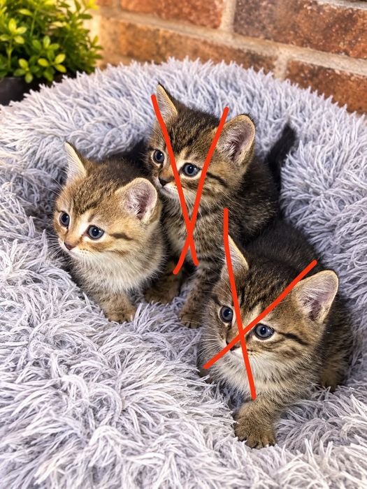 Котята ласковые и игривые