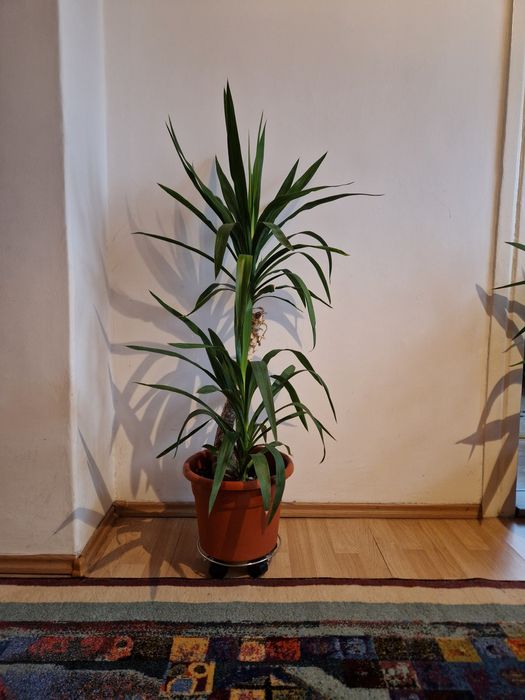 Planta floare Yuka diferite marimi