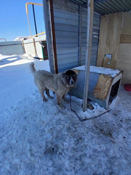 Продам сабаку Алабай Азиятская овчарка