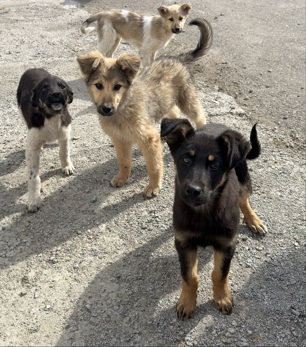 Donatie Catei talie mare