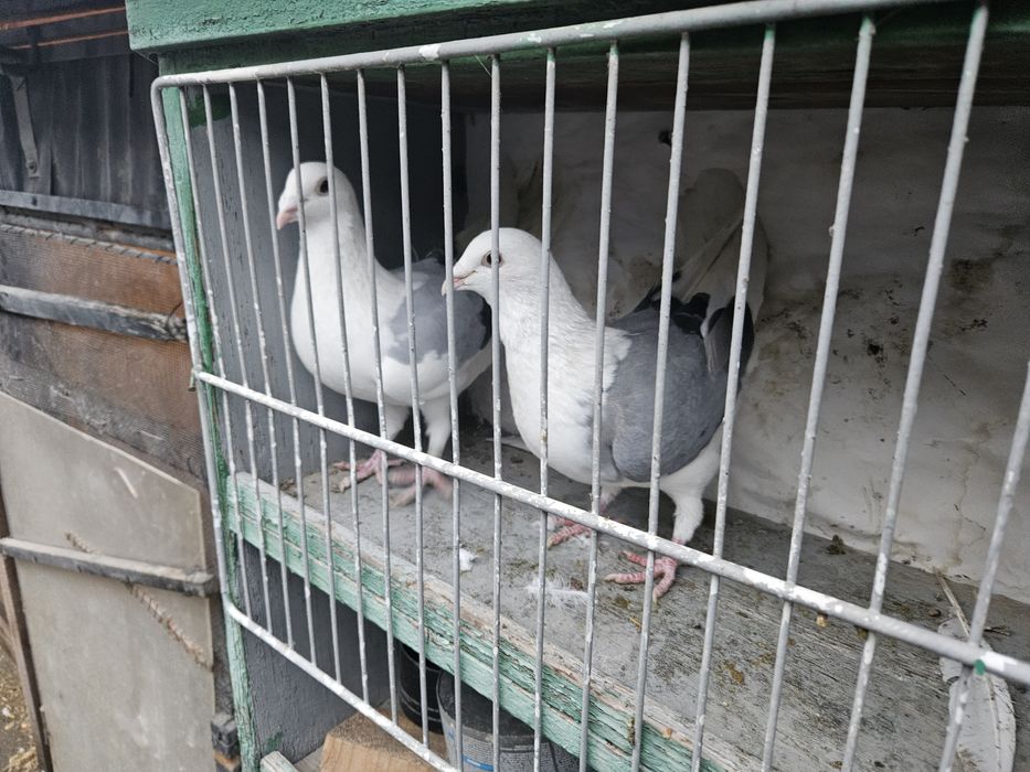 Vand porumbei voiajori capaciti pe negru vanat si tigrat