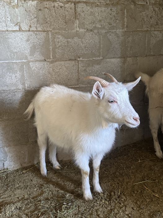 Заненский коза занен ешкі