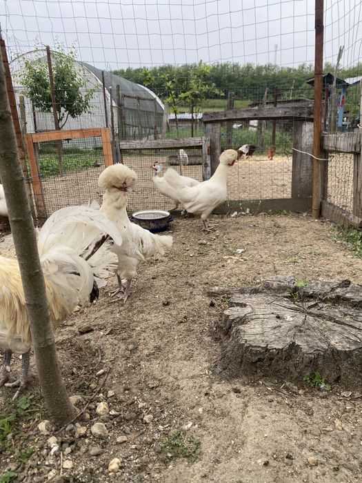 Vand sau schimb familie de gaini Paduana
