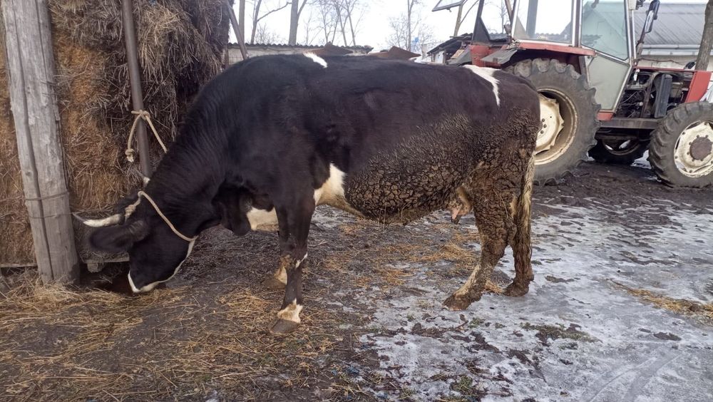 Vand vaca gestanta in ultima luna!