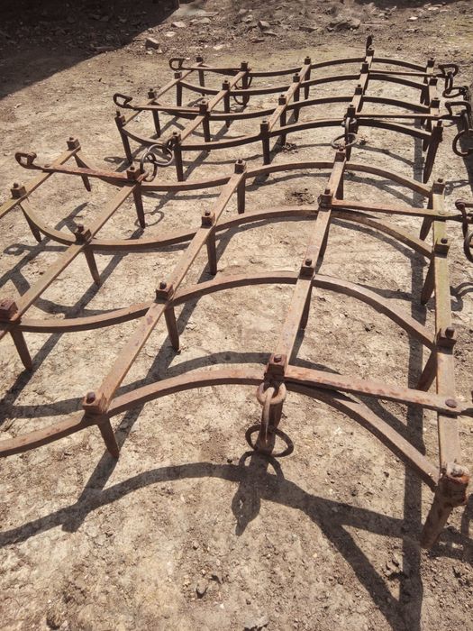 Grape grapi de vanzare