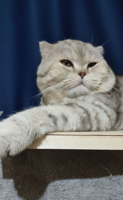 Опытный кот на вязку