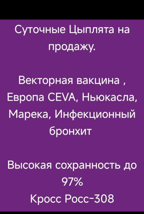 Цыплята суточные