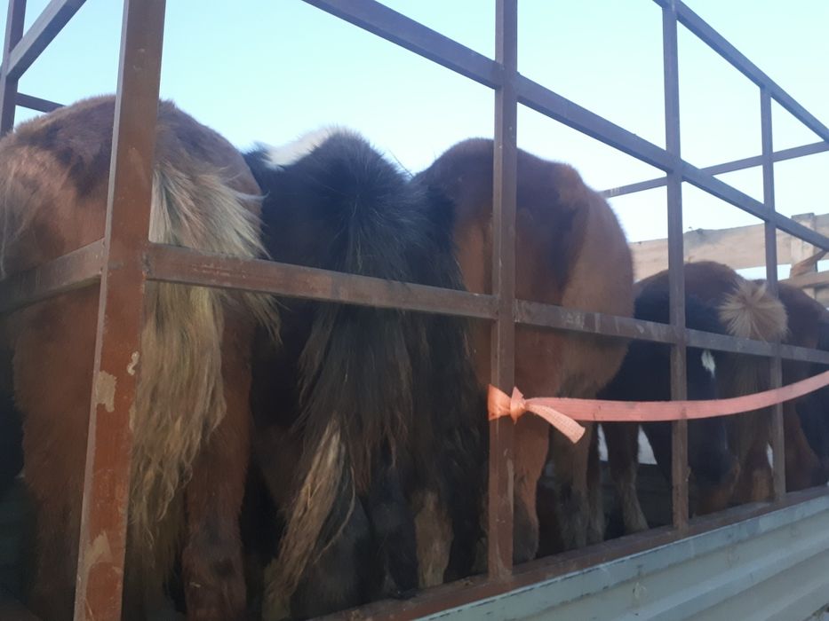 Грузоперевозки Газели