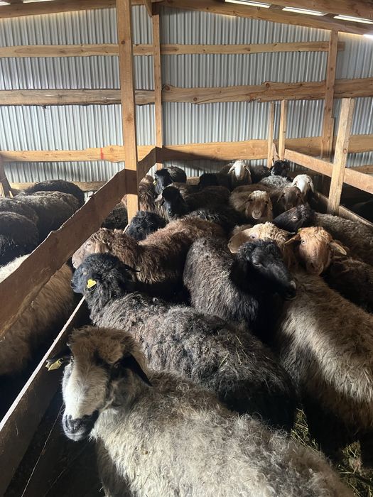 Семіз қой барны овцы